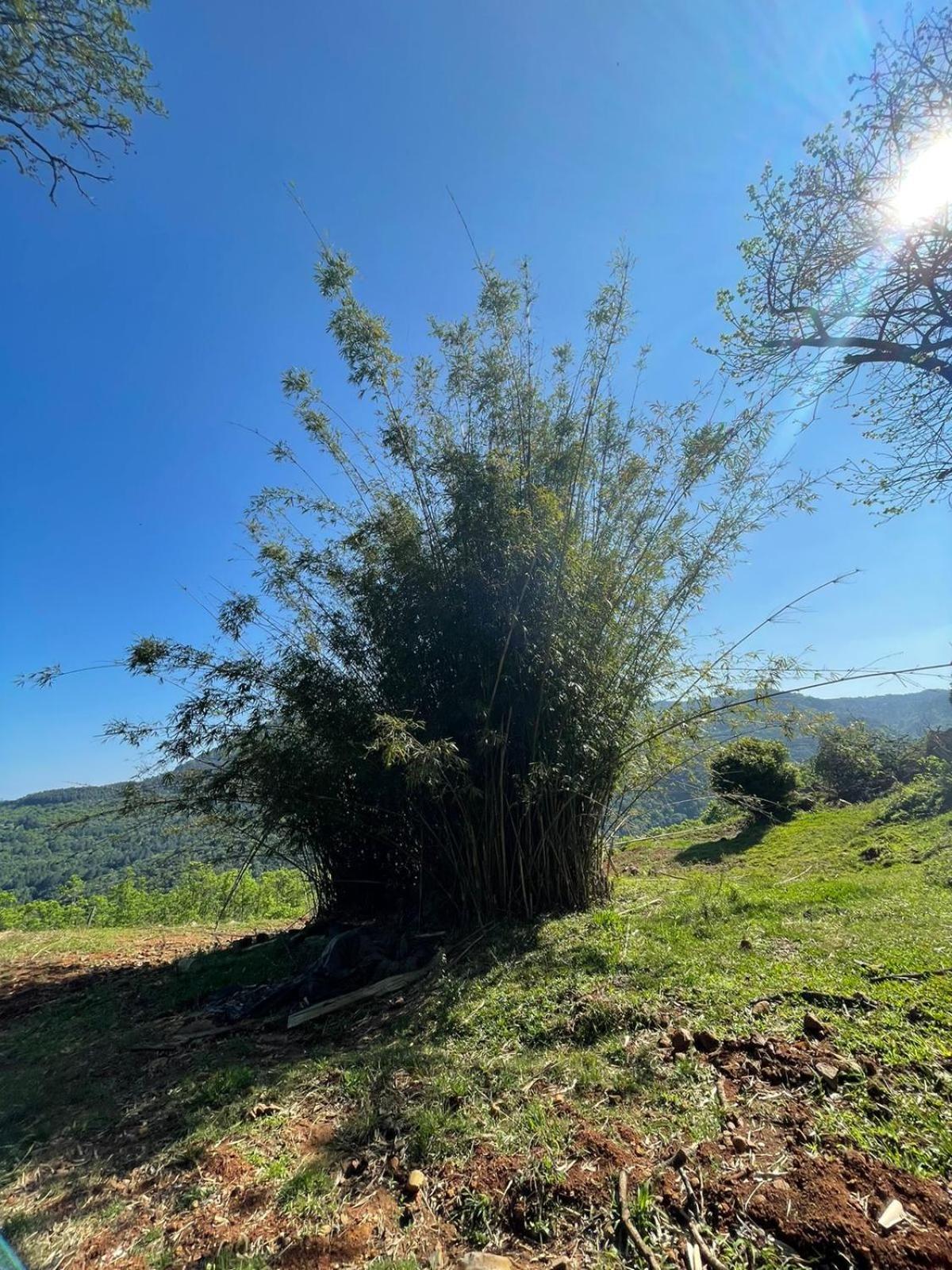 Chales Vista Do Paraiso Canela Bagian luar foto